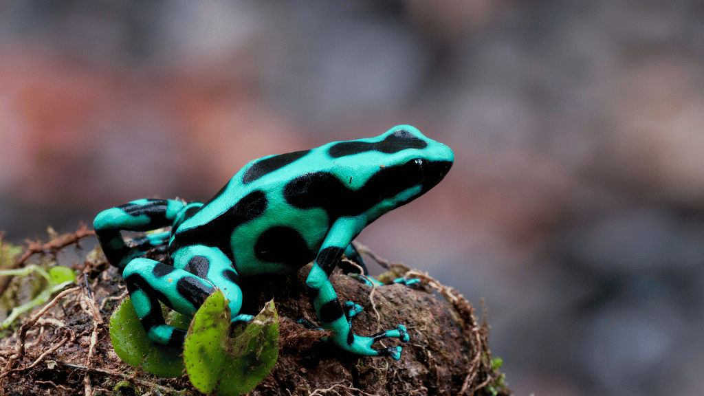 Costa Rica Pura Vida: Volcanoes, Cloud Forests & Wild Coasts | San José → San José (9/16 Days)