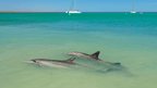 Dolphins swimming in turquoise waters at Shark Bay during West Coast Road Trip. Marine wildlife attraction in Western Australia.