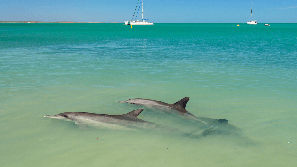 Dolphins swimming in turquoise waters at Shark Bay during West Coast Road Trip. Marine wildlife attraction in Western Australia.
