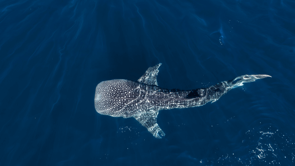Whale shark swimming near surface, a rare sighting on the Ningaloo Safari 3-Day Kayak & Snorkel Tour in Australia.