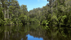 Lush green forest with a calm lake reflecting the trees