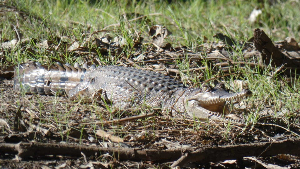 Crocodile resting in grass at Kakadu Litchfield Camping Adventure - 3-Day Tour. Wildlife encounter in natural Top End habitat.