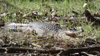 Crocodile resting in grass at Kakadu Litchfield Camping Adventure - 3-Day Tour. Wildlife encounter in natural Top End habitat.