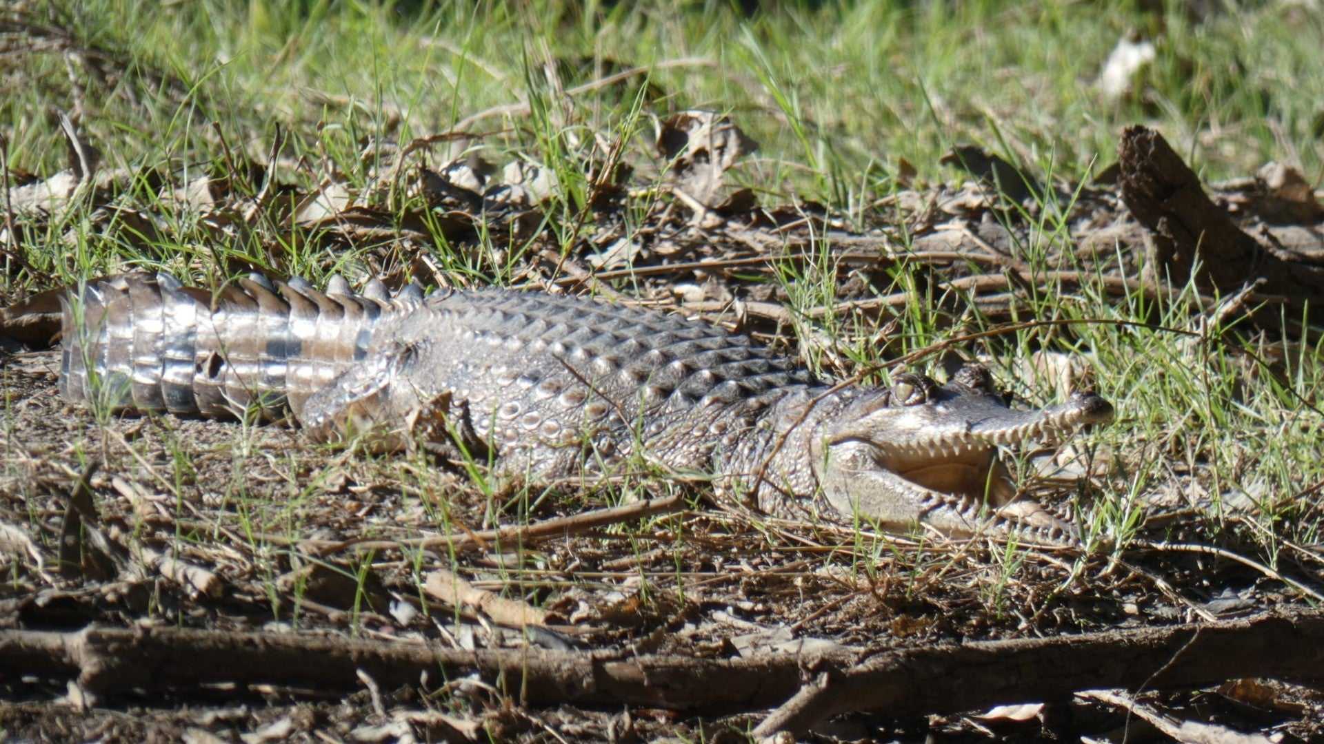 Crocodile resting in grass at Kakadu Litchfield Camping Adventure - 3-Day Tour. Wildlife encounter in natural Top End habitat.