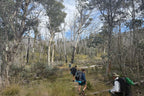 Adventurers hiking through eucalyptus forest on Mt Bimberi & Blue Waterholes multi-day guided tour in Australia.