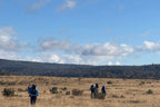 Group trekking across open grassland under blue sky on Mt Bimberi & Blue Waterholes guided hiking tour.