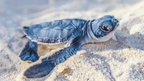 Baby turtle crawling on sandy beach, part of the wildlife seen during the Ningaloo Safari 3-Day Kayak & Snorkel Tour.