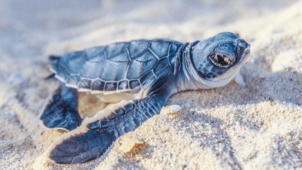 Baby turtle crawling on sandy beach, part of the wildlife seen during the Ningaloo Safari 3-Day Kayak & Snorkel Tour.