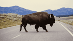 Geysers & Grizzlies | Yellowstone & Grand Teton — 6-Day Jackson Loop