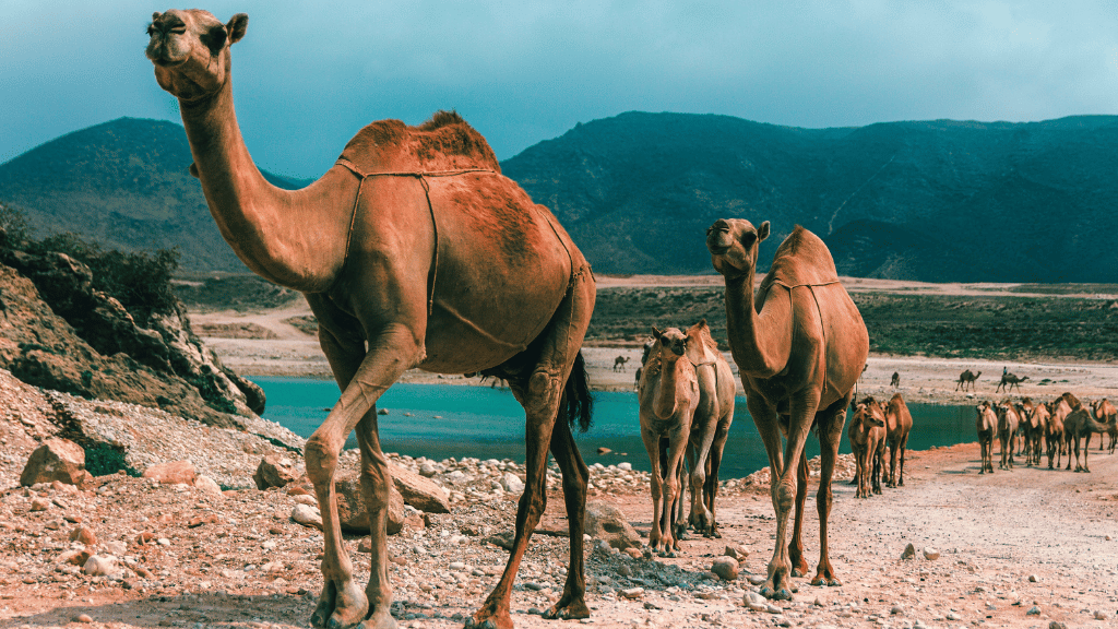 Camel caravan walking along rocky coastal terrain, representing desert life on the Oman 8 Day Adventure - Desert Stars & Turtle Shores experience.