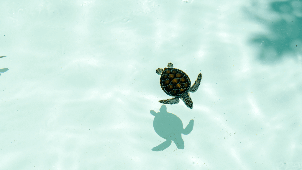 Baby sea turtle swimming in shallow water, part of the marine life seen on the Ningaloo Safari 3-Day Kayak & Snorkel Tour.