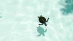 Baby sea turtle swimming in shallow water, part of the marine life seen on the Ningaloo Safari 3-Day Kayak & Snorkel Tour.