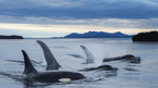 Ridge Walks, Ice Treks &amp; Kayaks | 14-Day Wild Alaskan Adventure