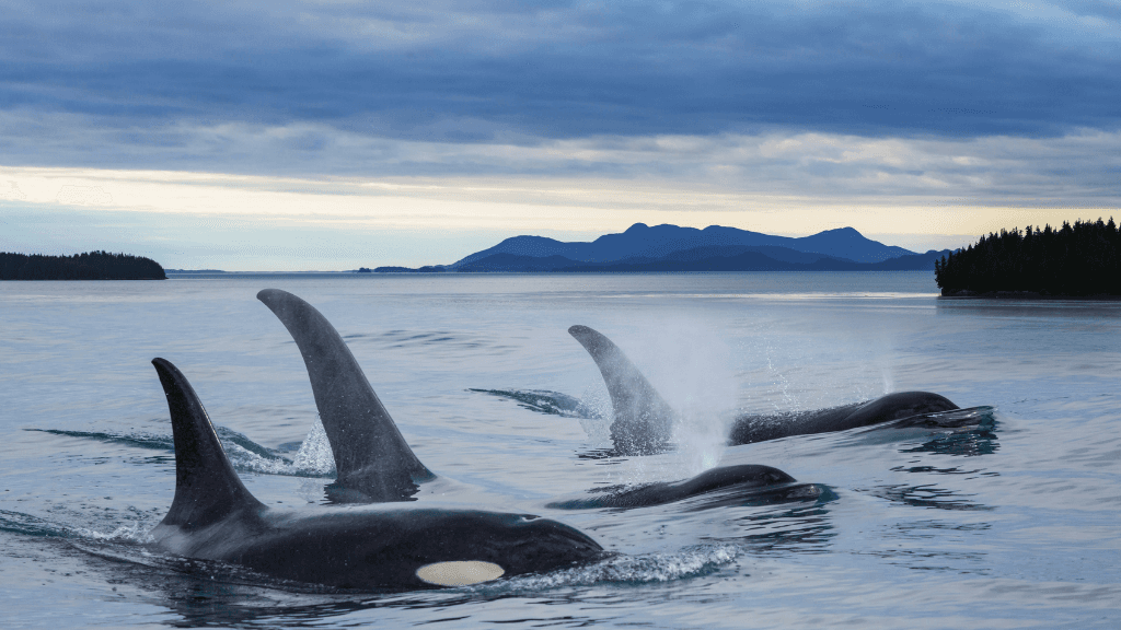 Ridge Walks, Ice Treks &amp; Kayaks | 14-Day Wild Alaskan Adventure