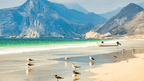 Seagulls on a pristine beach with dramatic cliffs in the background, showcasing Oman's coastline on the Oman 8 Day Adventure - Desert Stars & Turtle Shores.