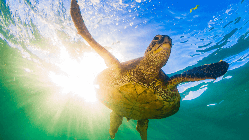 Sea turtle swimming toward sunlight underwater, a magical moment on the Ningaloo Safari 3-Day Kayak & Snorkel Tour.