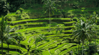 Lush green rice terraces with palm trees in Sulawesi, part of the scenic walks on the Soul of Sulawesi - Tana Toraja Culture Tour.