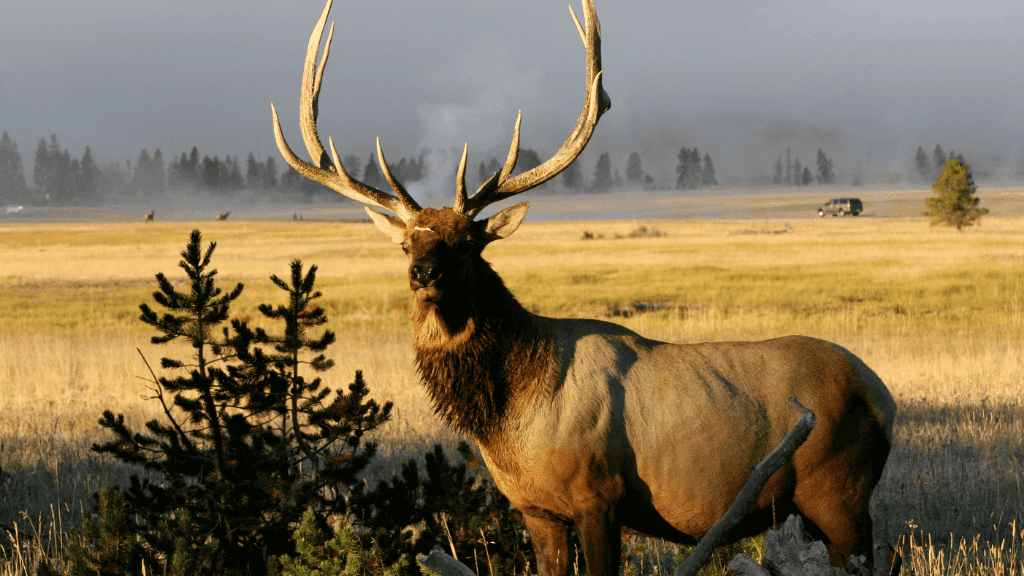 Geysers & Grizzlies | Yellowstone & Grand Teton — 6-Day Jackson Loop