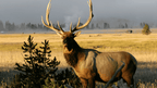 Geysers & Grizzlies | Yellowstone & Grand Teton — 6-Day Jackson Loop