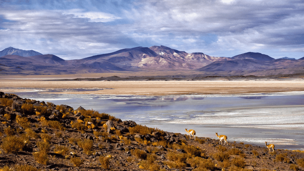 South America Unfiltered | Andes, Atacama & Salt Flats to the City Lights