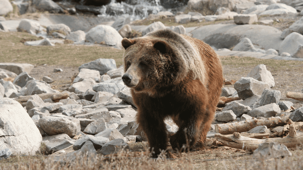 Geysers & Grizzlies | Yellowstone & Grand Teton — 6-Day Jackson Loop