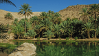 Lush palm oasis reflecting in water at Wadi Tiwi, a scenic stop on the Oman 8 Day Adventure - Desert Stars & Turtle Shores cultural exploration.