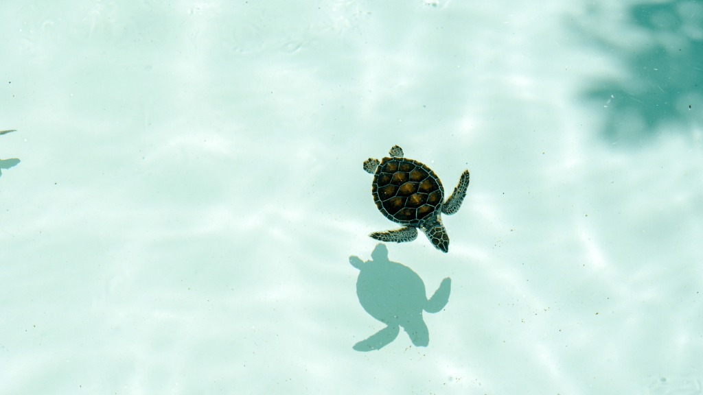 Baby sea turtle swimming in shallow waters at Ningaloo Reef on West Coast Road Trip. Marine life experience in Western Australia.