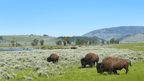 Geysers & Grizzlies | Yellowstone & Grand Teton — 6-Day Jackson Loop
