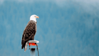 Ridge Walks, Ice Treks &amp; Kayaks | 14-Day Wild Alaskan Adventure