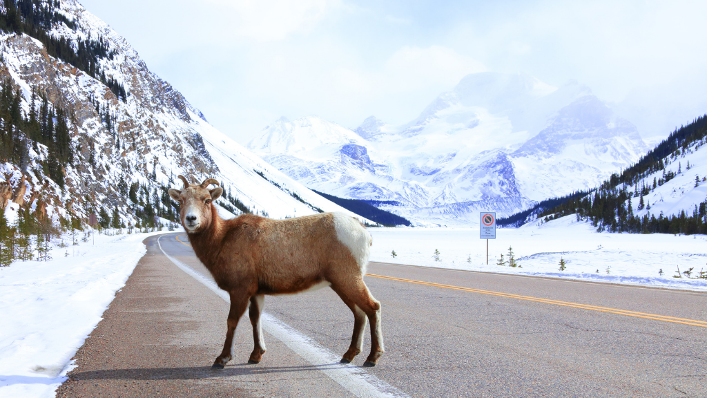 Icons of the Rockies | Banff, Jasper, Whistler & Vancouver Island — 14-Day Vancouver ⇄ Calgary
