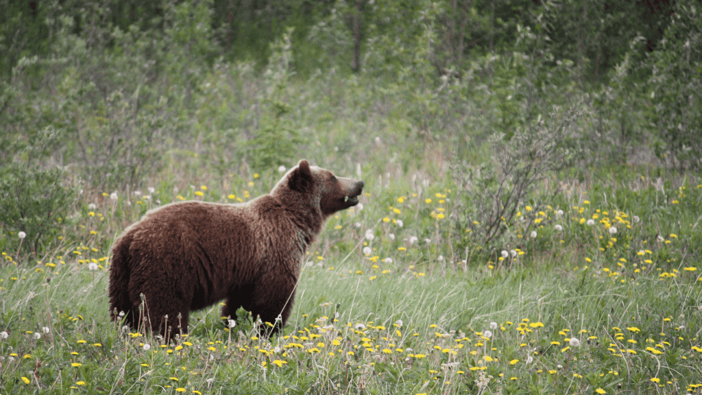 Geysers & Grizzlies | Yellowstone & Grand Teton — 6-Day Jackson Loop