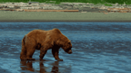 Geysers & Grizzlies | Yellowstone & Grand Teton — 6-Day Jackson Loop