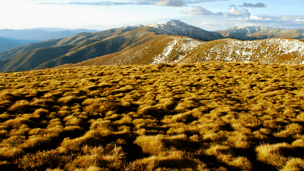 Scenic view of golden grasslands and snow-capped peaks in the Victorian Alps, showcasing outdoor adventure.