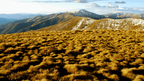 Scenic view of golden grasslands and snow-capped peaks in the Victorian Alps, showcasing outdoor adventure.