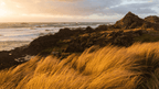 Rocks and grass by a coastal landscape with a sunset.