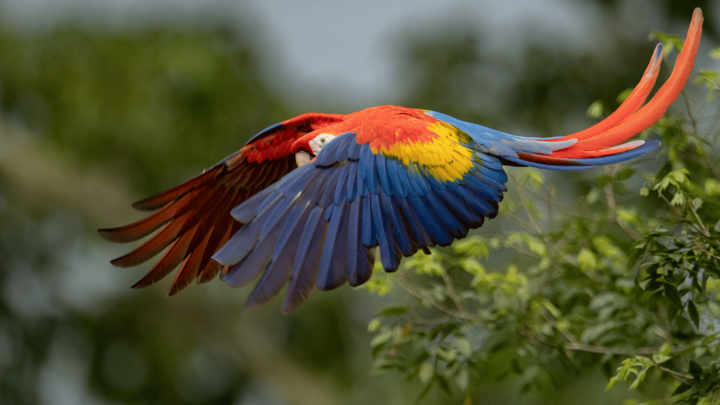 Costa Rica Pura Vida: Volcanoes, Cloud Forests & Wild Coasts | San José → San José (9/16 Days)