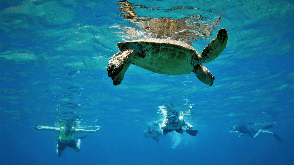 Snorkelers swimming with a sea turtle in clear blue waters on the Ningaloo Safari 3-Day Tour. A top snorkeling experience in Australia.