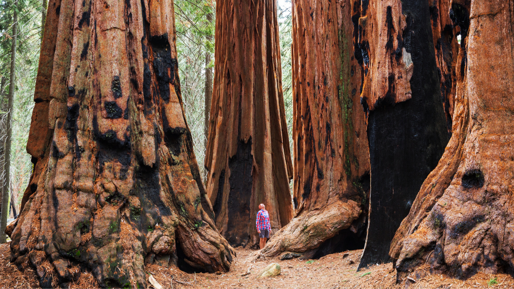 Icons of Western USA | 10–18 Days of Coast, Canyons & Giant Trees