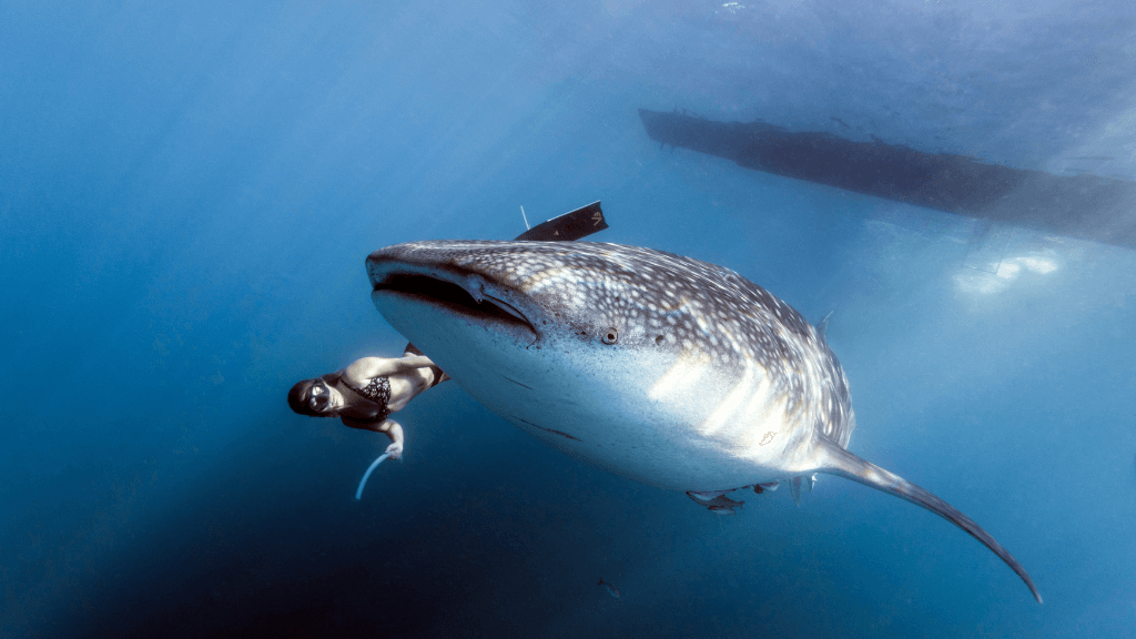 Reefs, Sharks & Sandbanks | 7-Day Maldives Snorkel & Island Escape