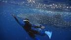 Reefs, Sharks & Sandbanks | 7-Day Maldives Snorkel & Island Escape