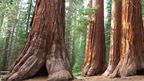 Icons of Western USA | 10–18 Days of Coast, Canyons & Giant Trees