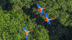 Riverboat to the Heart of the Amazon | 9 Days of Wildlife & Wild Waters