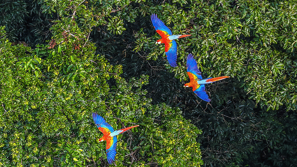 Riverboat to the Heart of the Amazon | 9 Days of Wildlife & Wild Waters