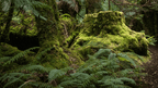 Moss-covered tree stump and ferns in a forest