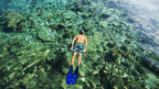 Snorkeler gliding over coral reef in shallow waters on the Ningaloo Safari 3-Day Kayak & Snorkel Tour. Great for reef exploration.