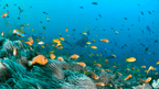 Reefs, Sharks & Sandbanks | 7-Day Maldives Snorkel & Island Escape