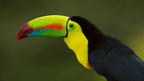 Rainforest Paths to Marine Gardens | 9-Days from Belize City → Caye Caulker