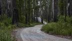 Winding dirt road through a forest with tall trees on both sides.