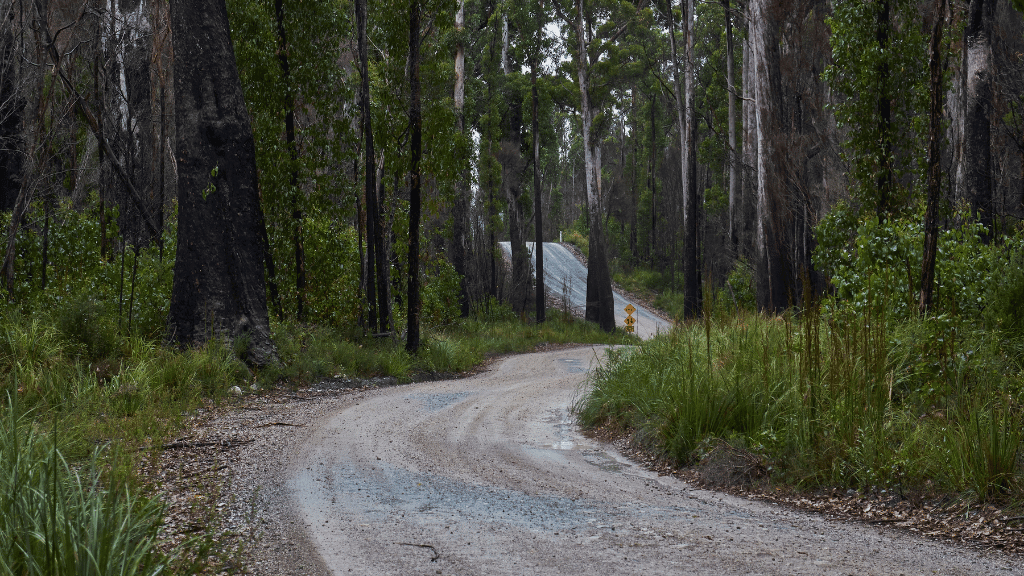 Winding dirt road through a forest with tall trees on both sides.