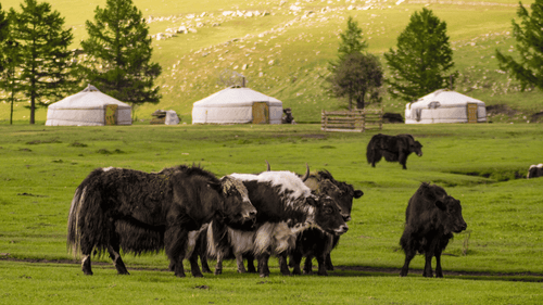 Yaks grazing near traditional yurts in Mongolia's green steppe, part of the wildlife encounters on the Steppe to Sand - Mongolia Gobi Desert Tour.